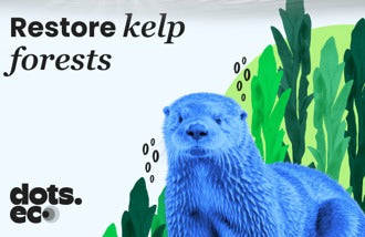 Dots.eco - Restore Kelp Forests